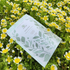 Immune Shield Tea Blend